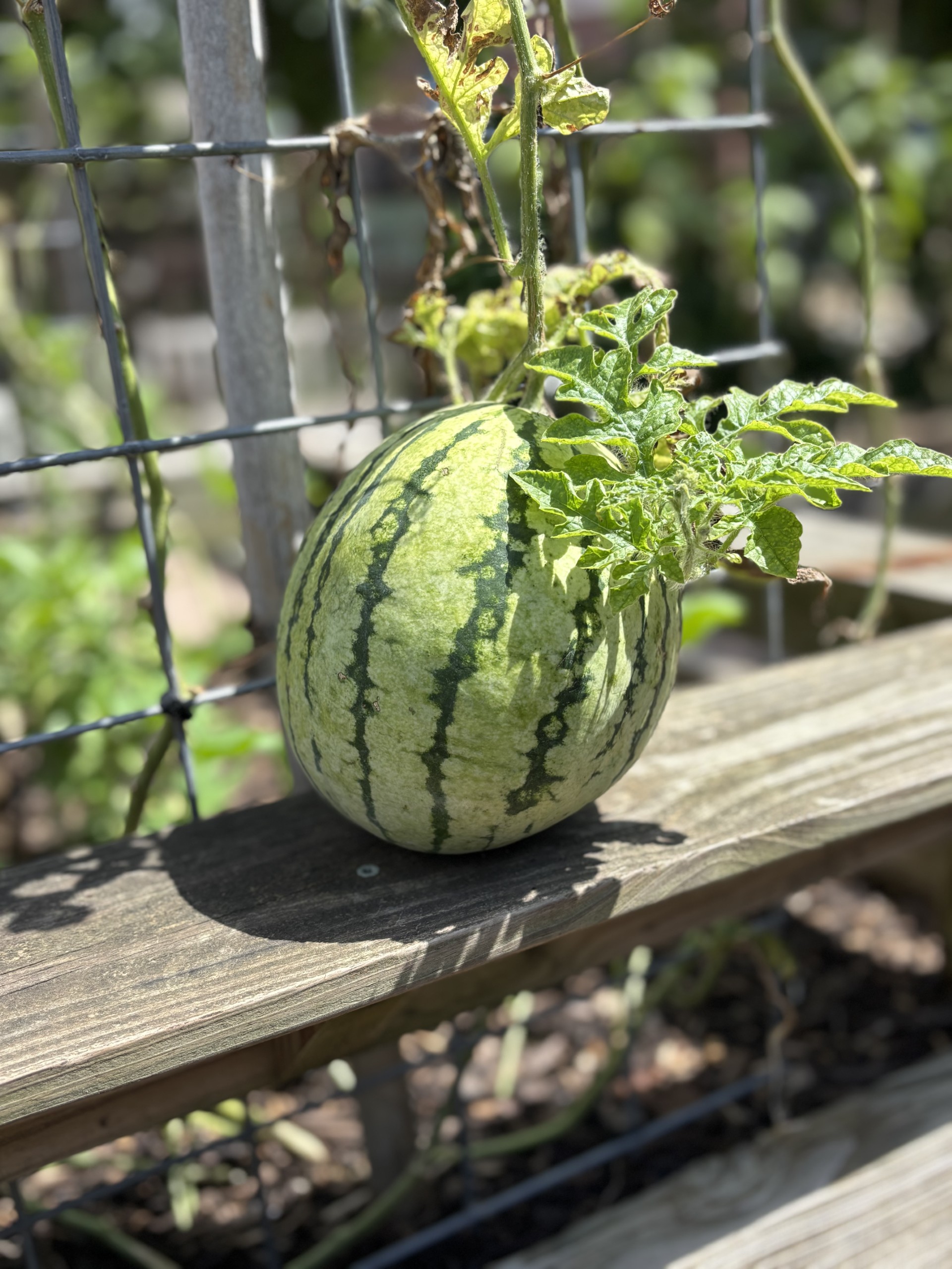 Coltivare Pizza & Garden photo 1
